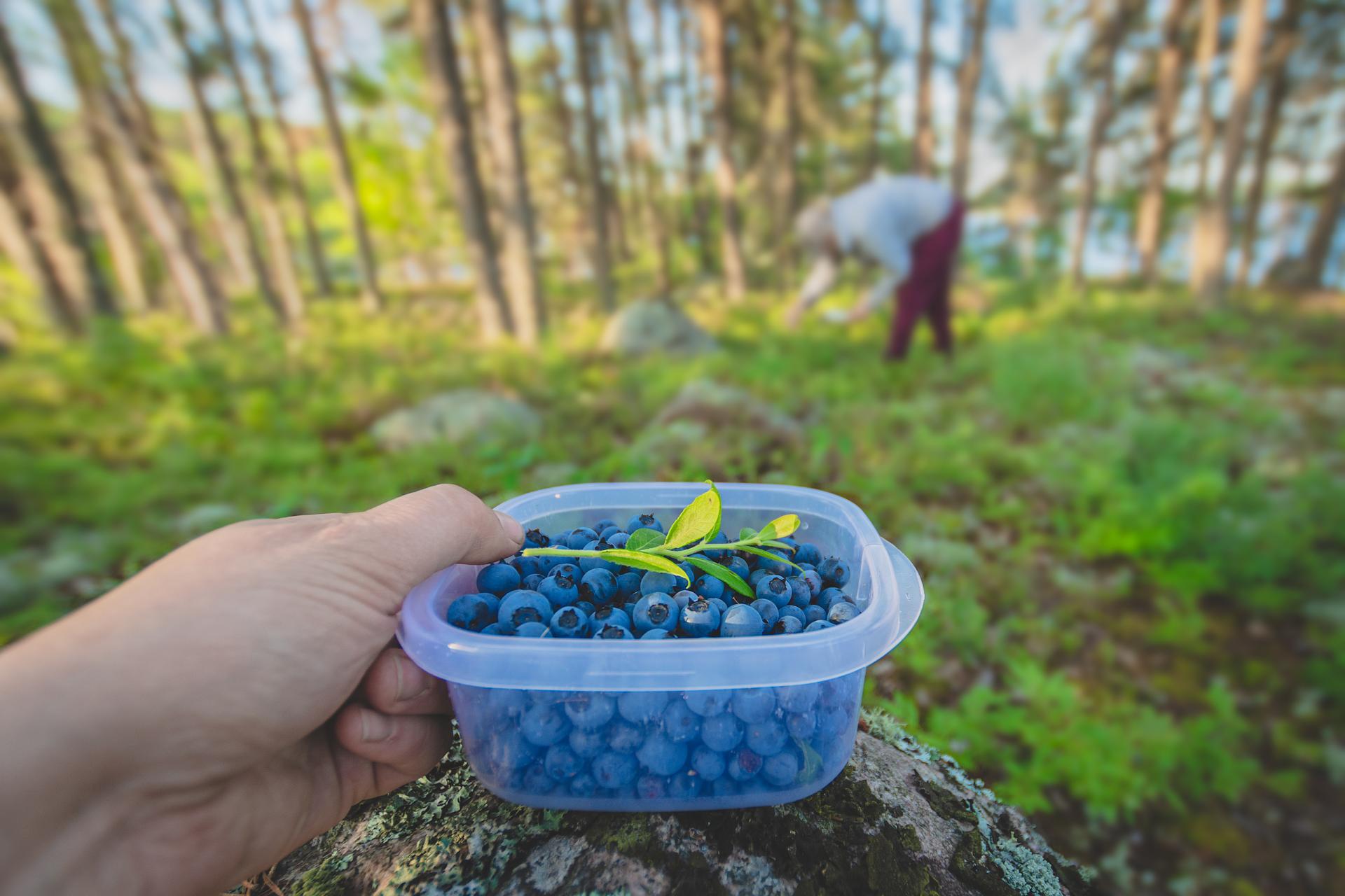 Blueberries in Northern Ontario