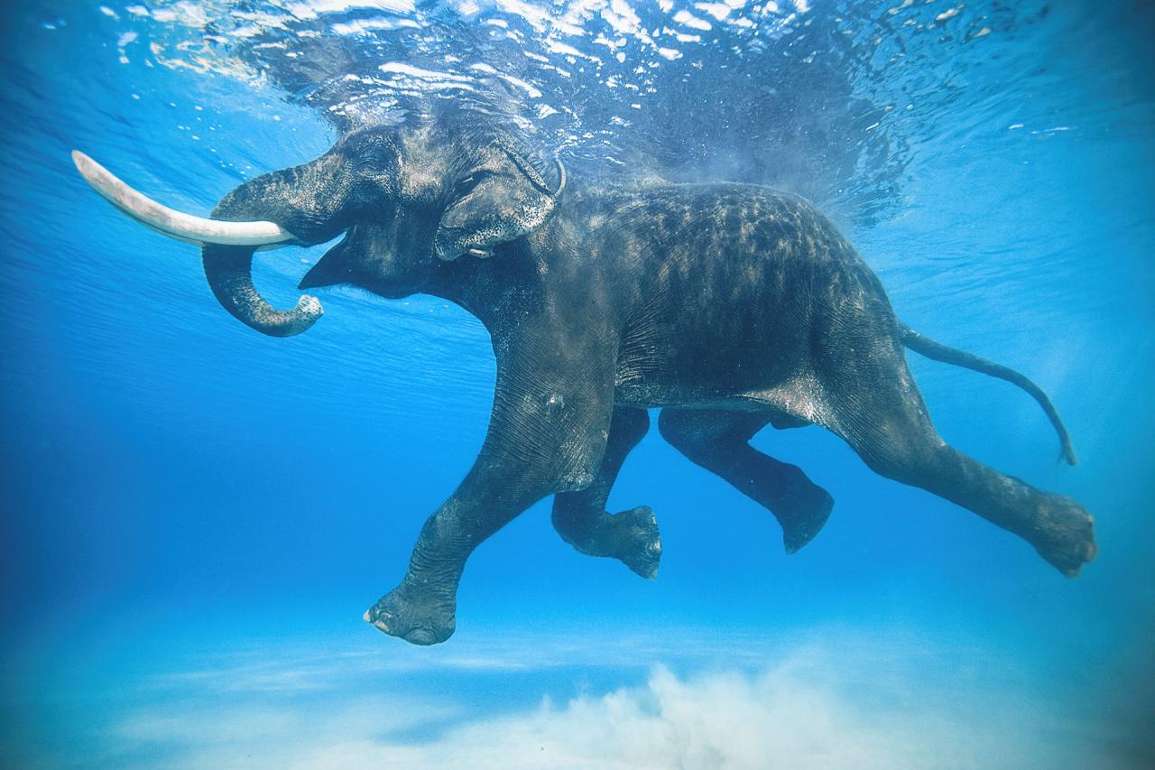 Rajan, an Asian elephant. By adventure photographer Jody MacDonald
