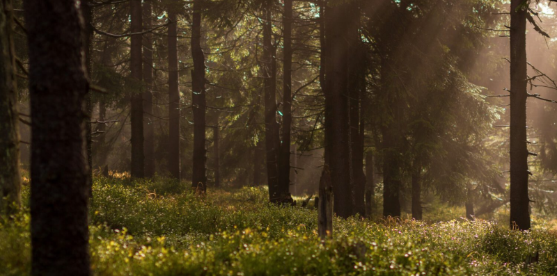 forest